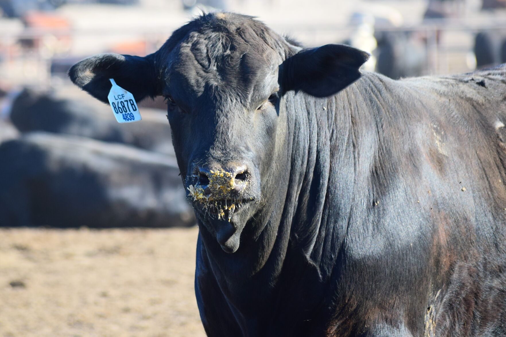 feedyard black